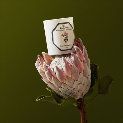 Damask Rose Candle